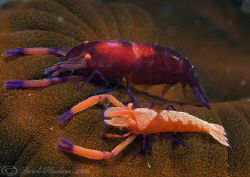 Emperor partner shrimp on a sea cucumber. Lembeh straits.... by Derek Haslam 